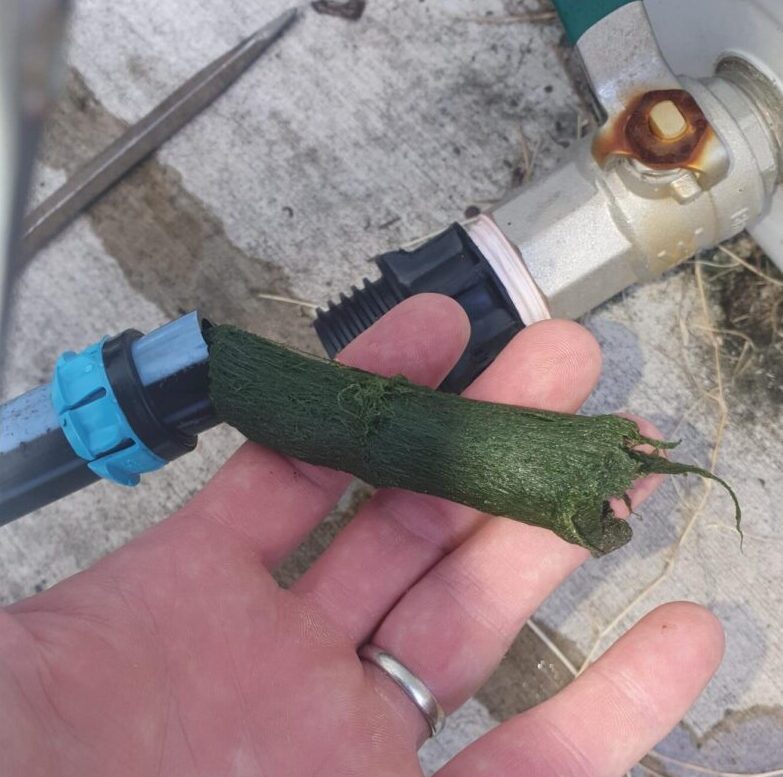 Algae Growth in Rainwater Tank