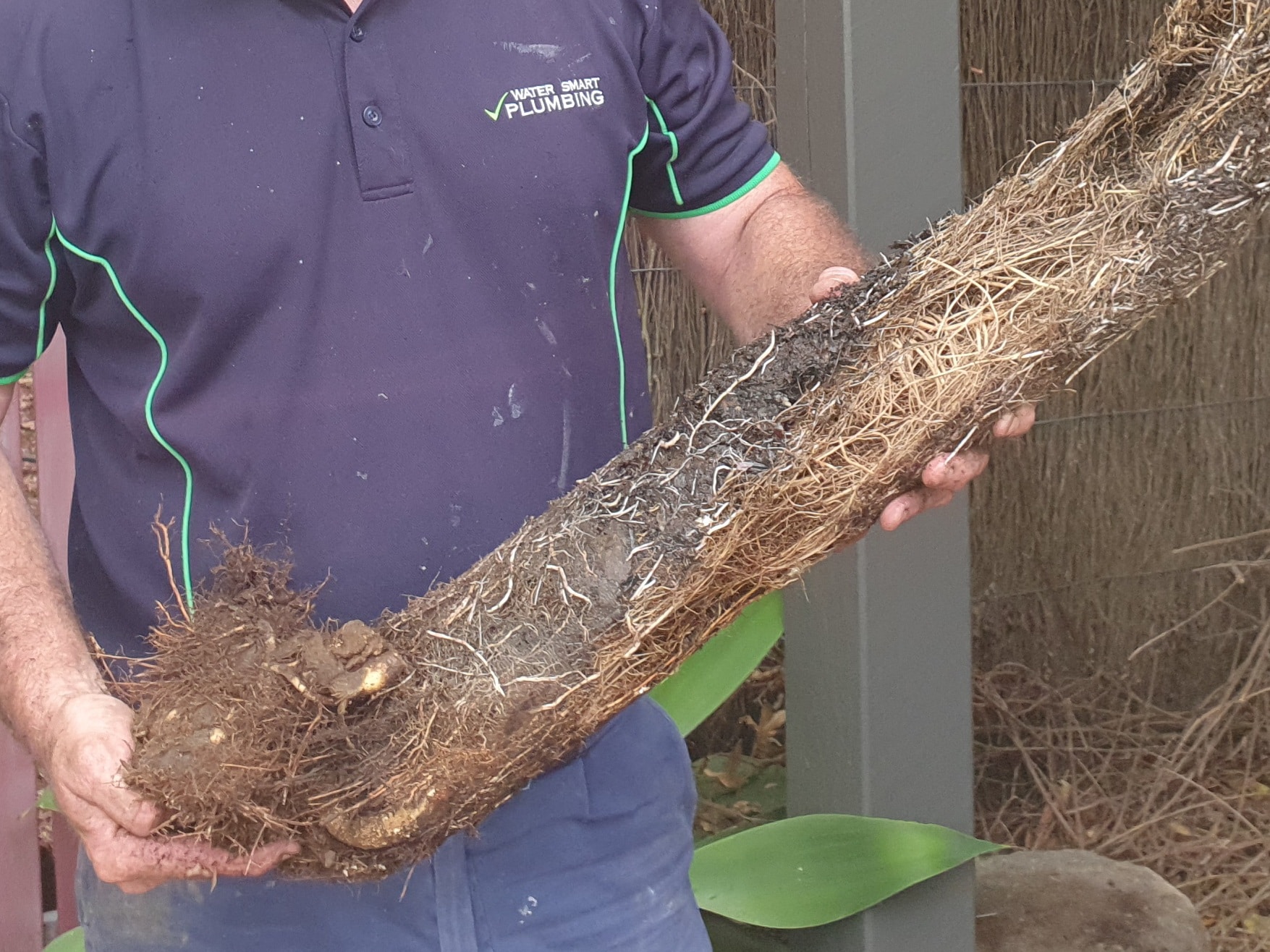 Root Infestation in Drain
